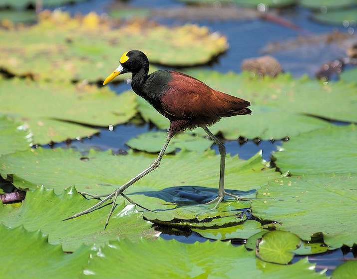 Northern Jacana Mexican Birds northern-jacana-mexican-birds
