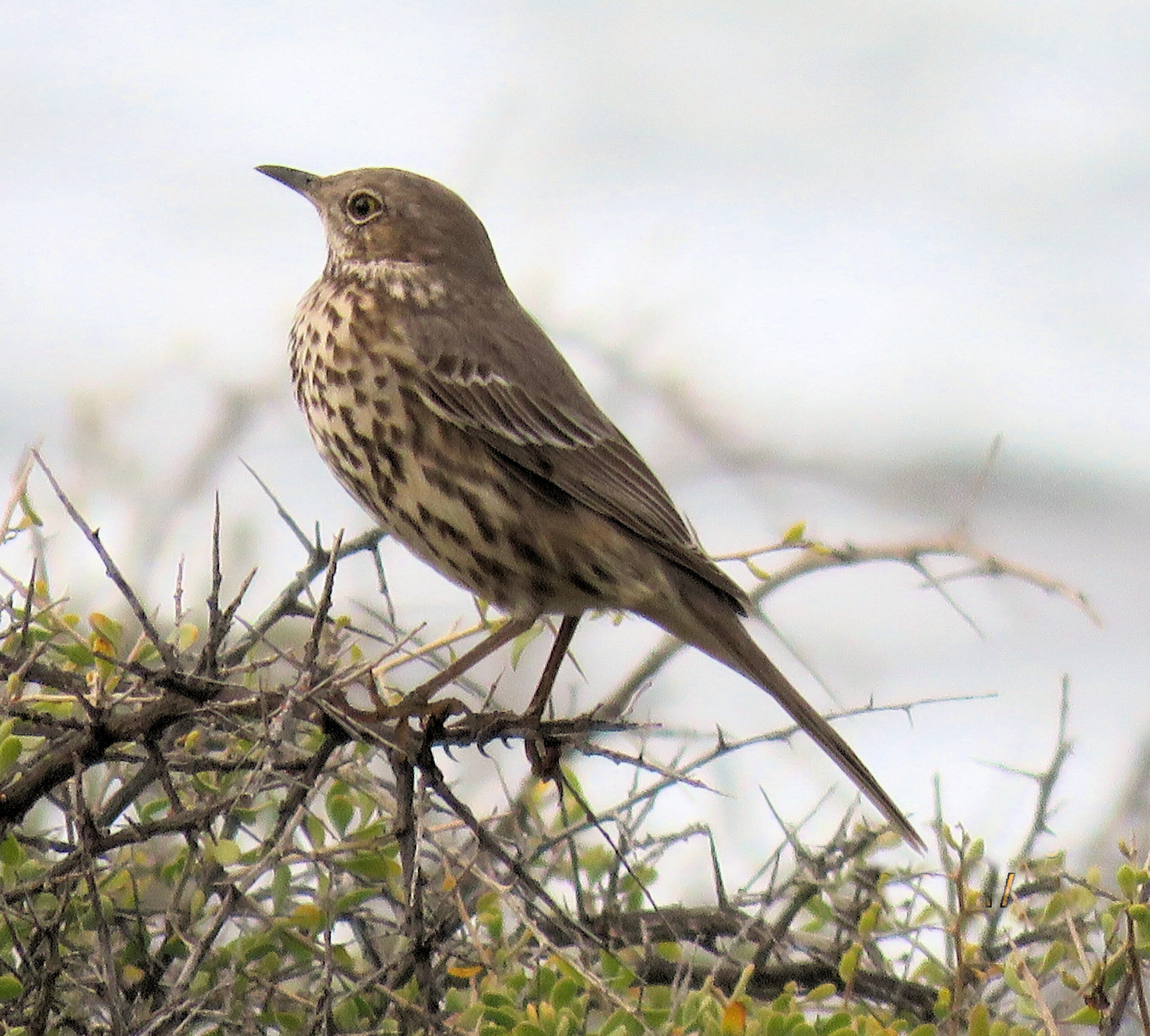 Sage Thrasher | Mexican Birds.org