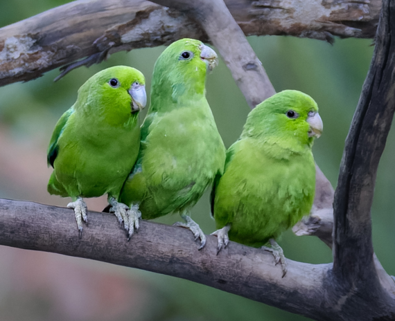 Mexican Parrotlet Mexican Birds